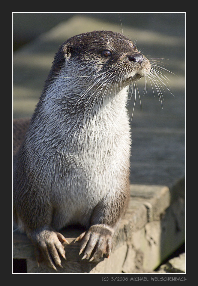 Otter looking forward to the feeding
