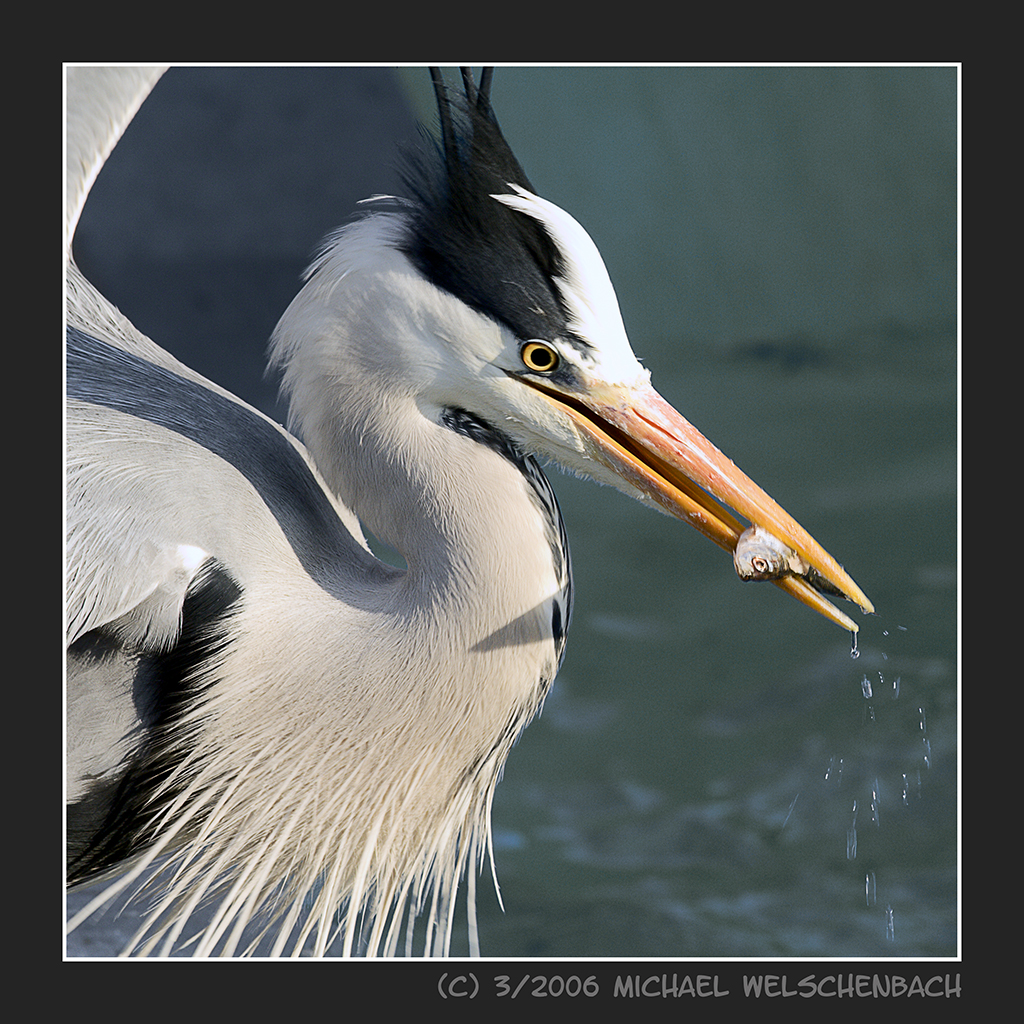 Blue Heron with Catch