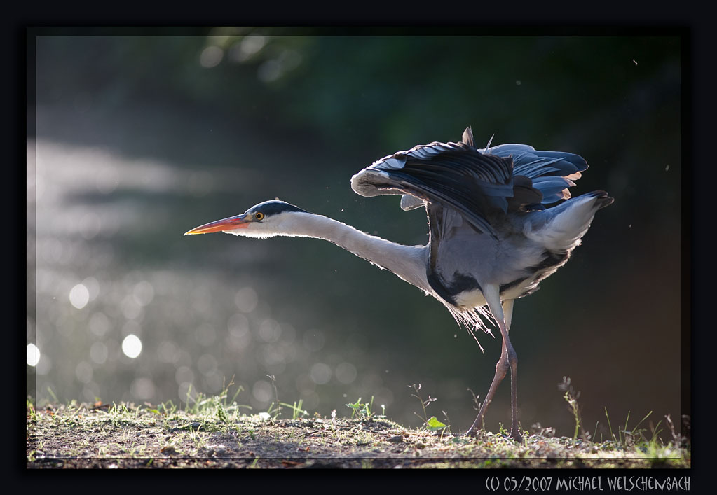 Blue Heron