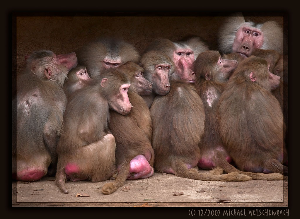 Baboon Clan in the Cold