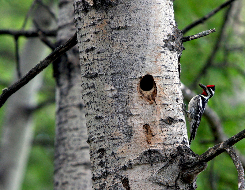 YELLOW-BELLIED SAPSUCKER 1.jpg