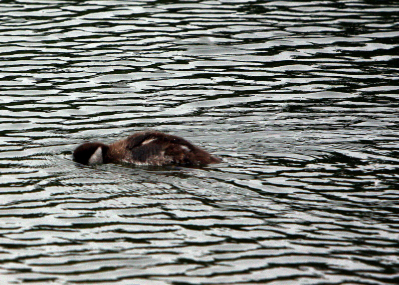 DUCKLING SEARCHING BOTTOM.JPG