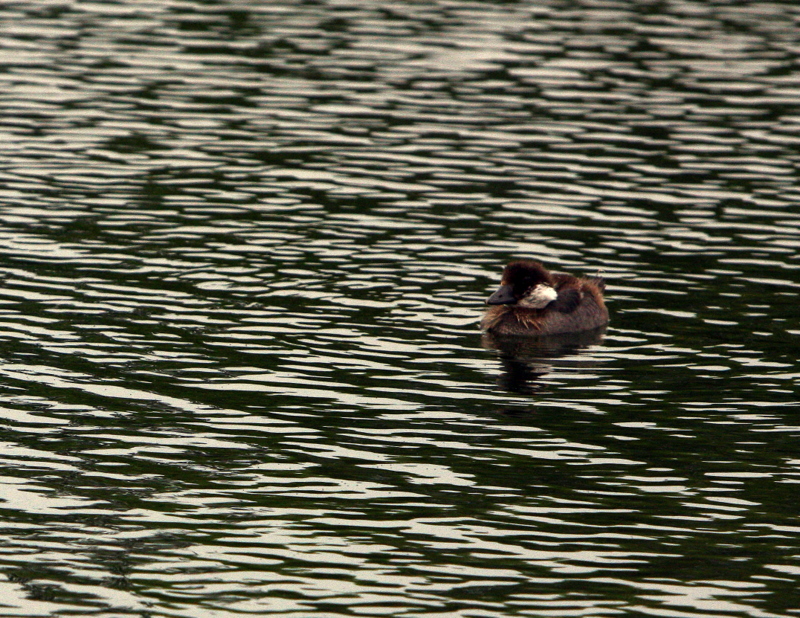 GOLDENEYE DUCKLING.JPG
