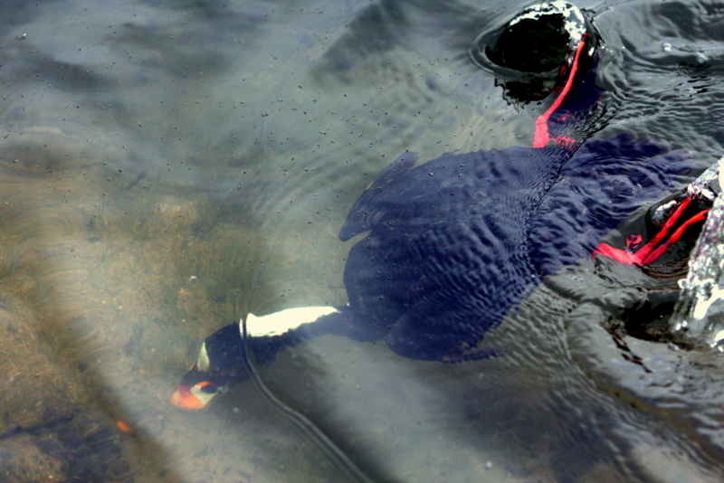 SCOTER UNDERWATER.JPG