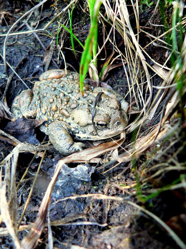 BOREAL TOAD.JPG