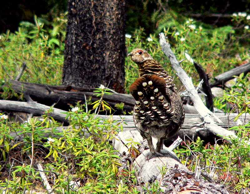 SPRUCE GROUSE-LOOK BACK.JPG