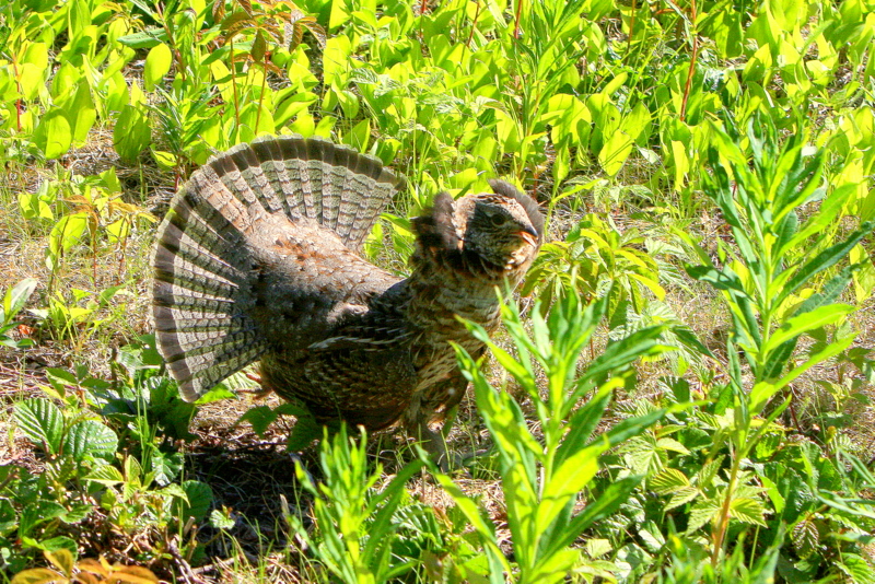RUFFED GROUSE DISTRACTION DISPLAY.jpg