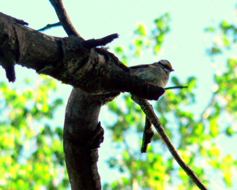WHITE-THROATED SPARROW.JPG