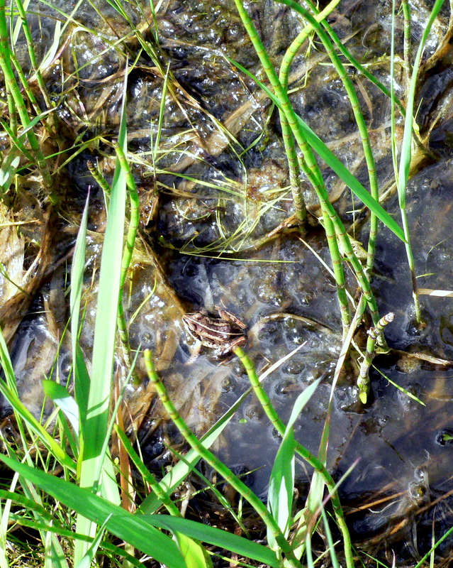 WOOD FROG.JPG