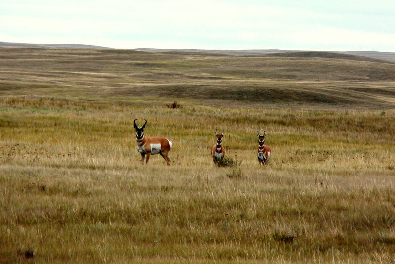 PRONGHORNS.JPG