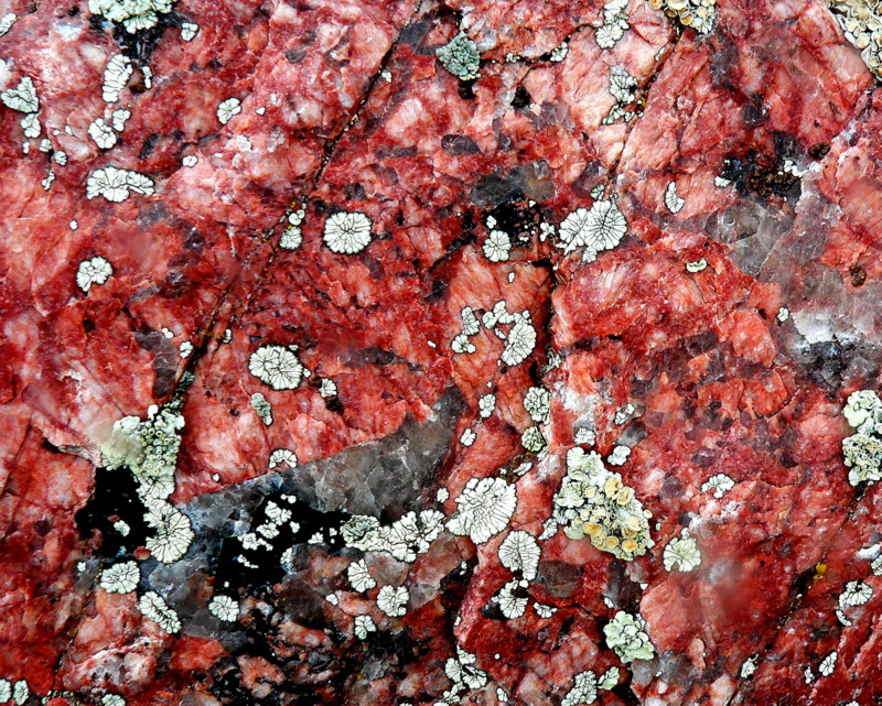 LICHENS.JPG