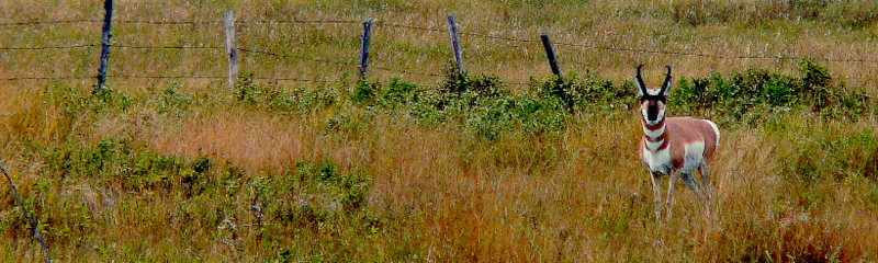 PRONGHORN BUCK.JPG