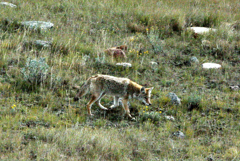 COYOTE.jpg