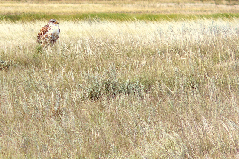 FERRUGINOUS HAWK.JPG