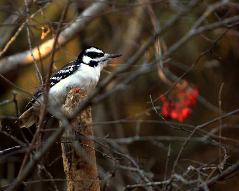 HAIRY WOODPECKER.jpg