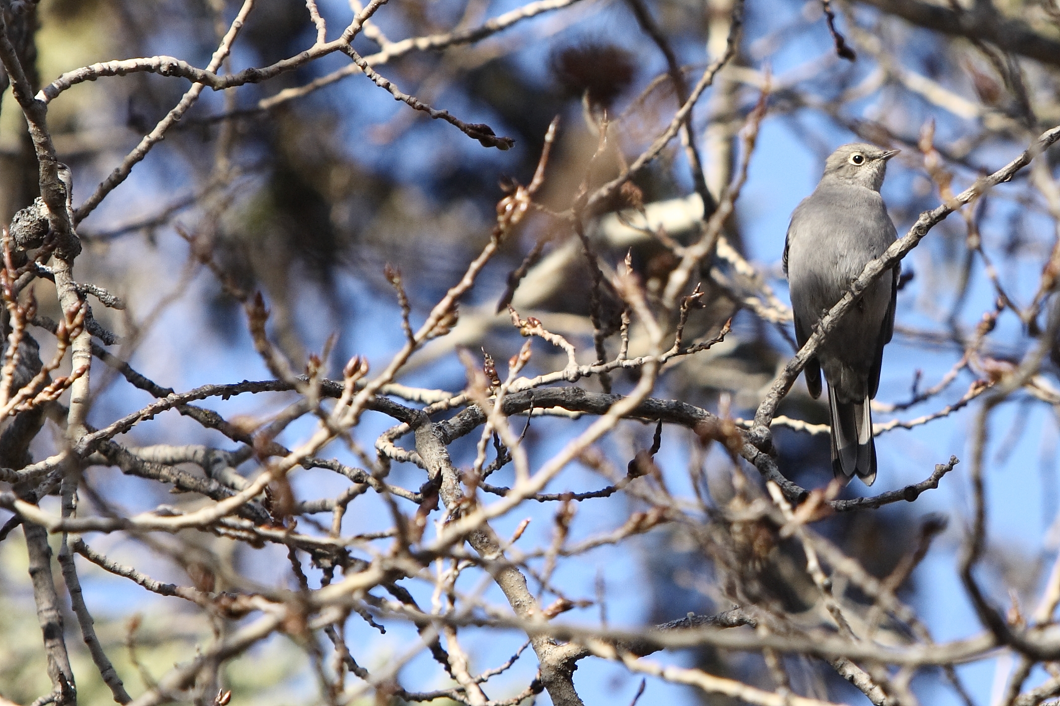TOWNSENDS SOLITAIRE.TIF