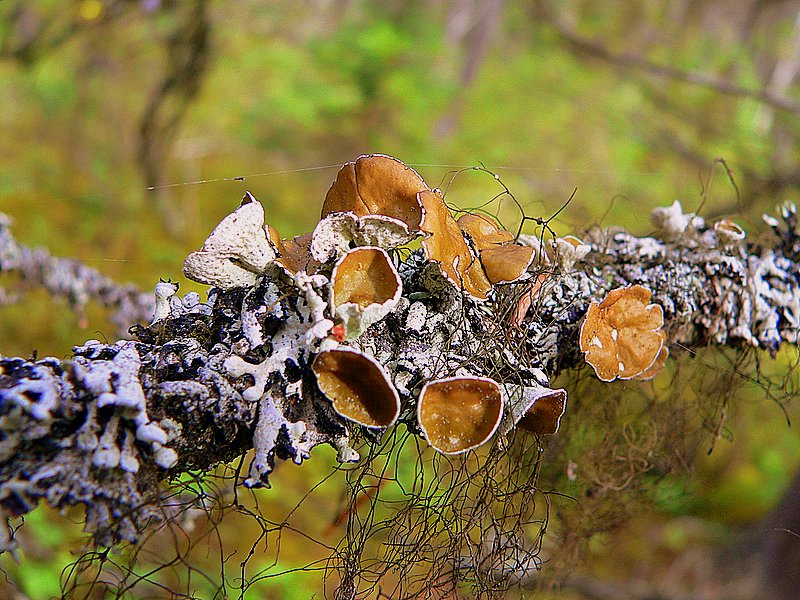 DECORATED BRANCH.JPG