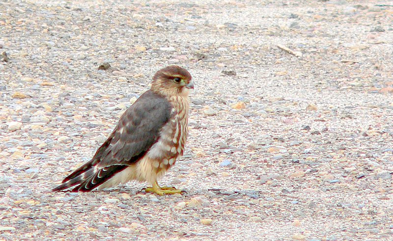 YOUNG TAIGA MERLIN.JPG
