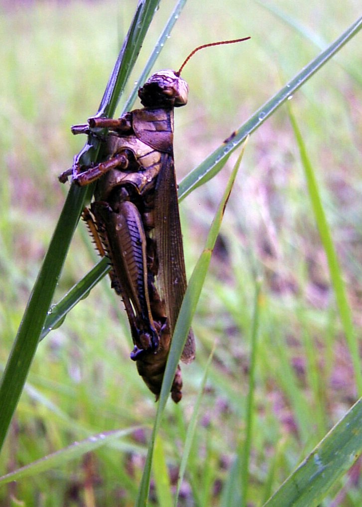 MUMMIFIED HOPPER.JPG