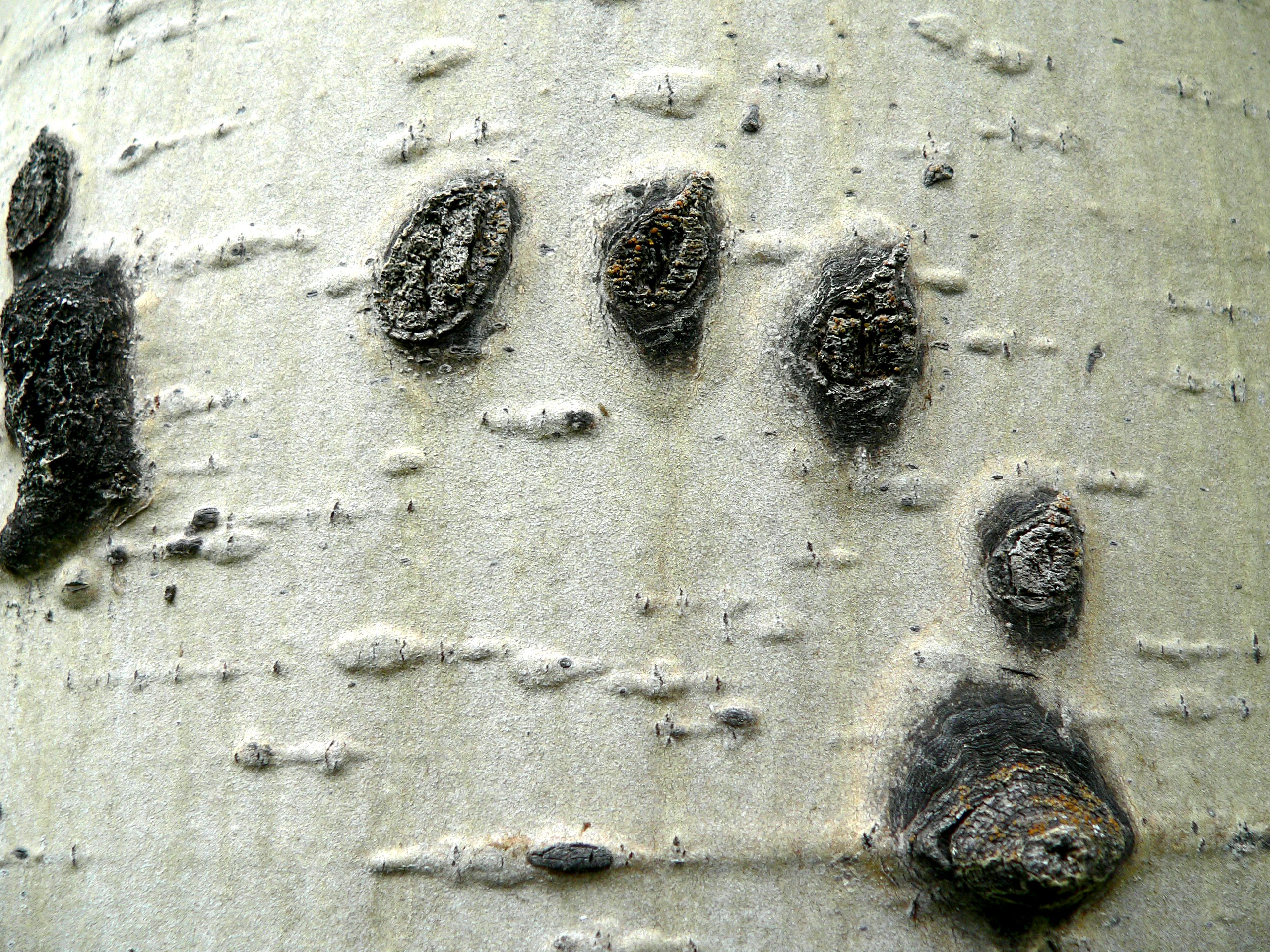 BEAR SCARS.JPG