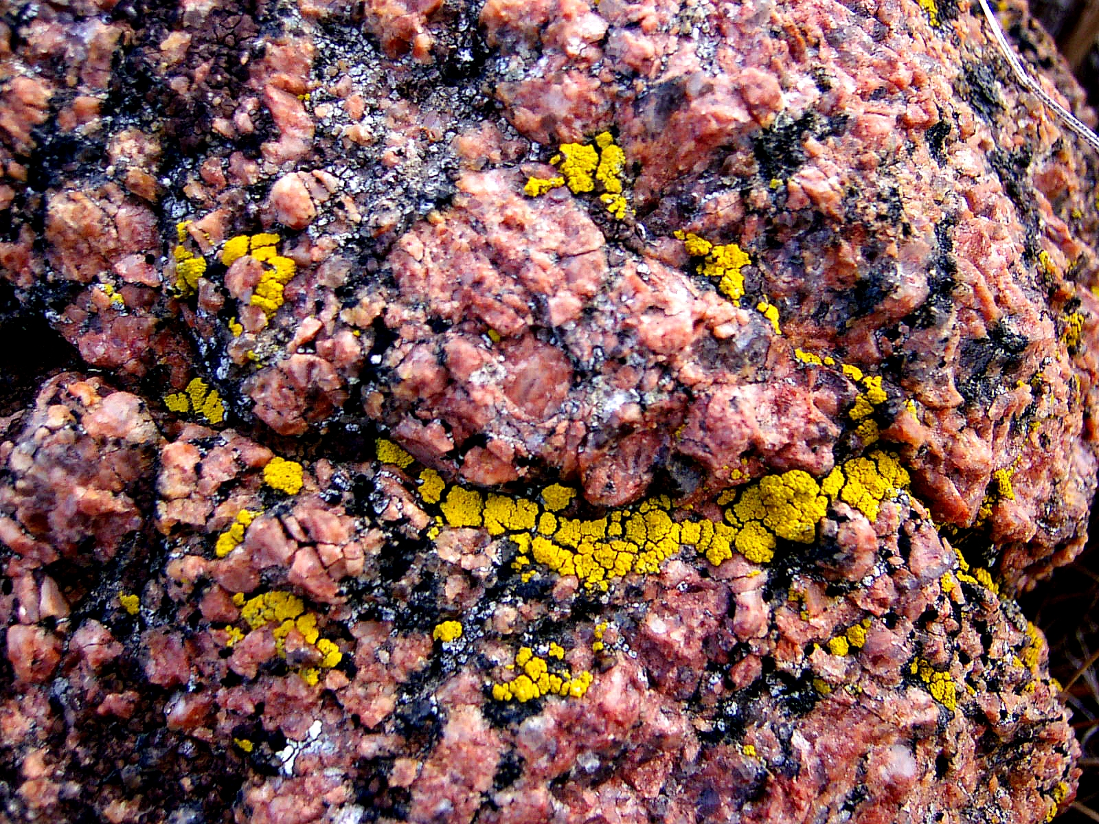 PINK ROCK-GOLDEN LICHEN.JPG