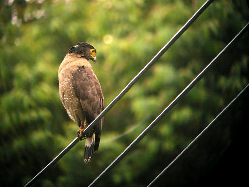 CRESTED SERPENT-EAGLE.JPG