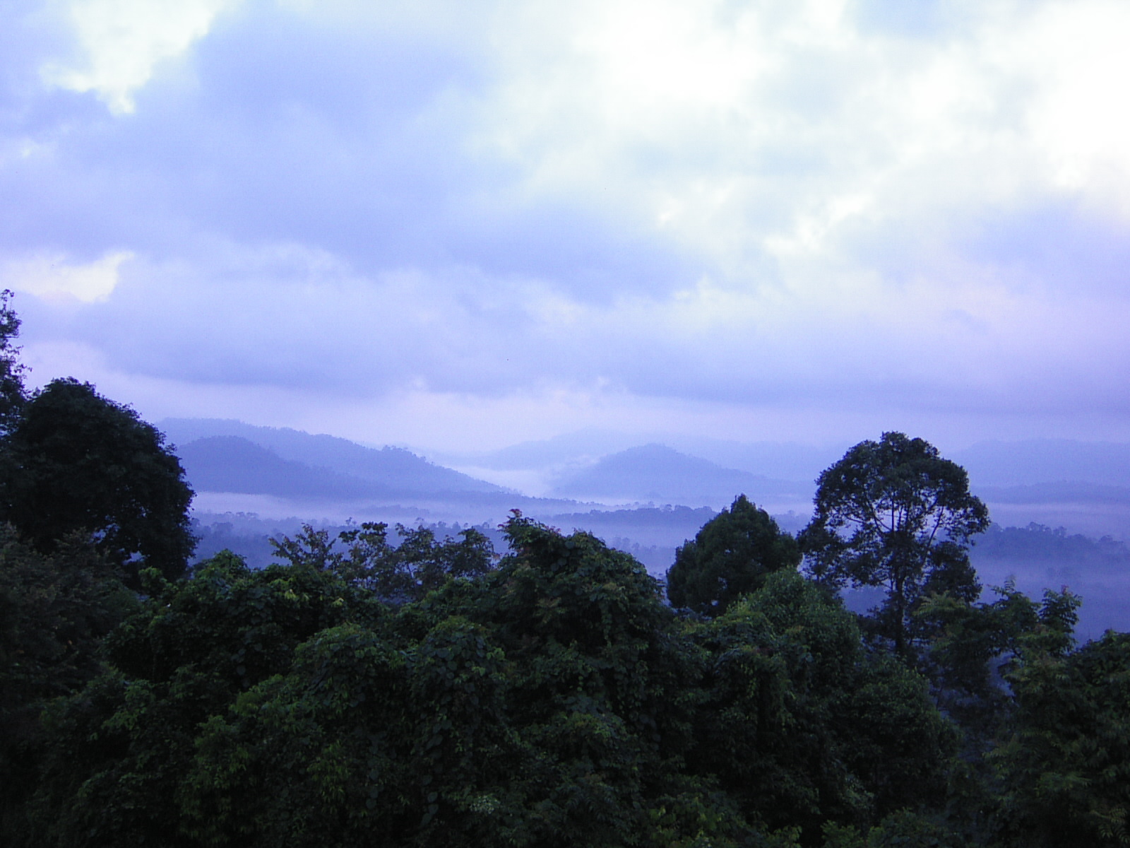 DAWN AT DANUM.JPG