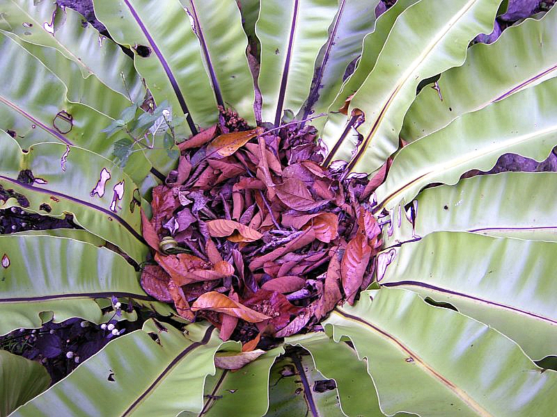 FERN BOWL.JPG