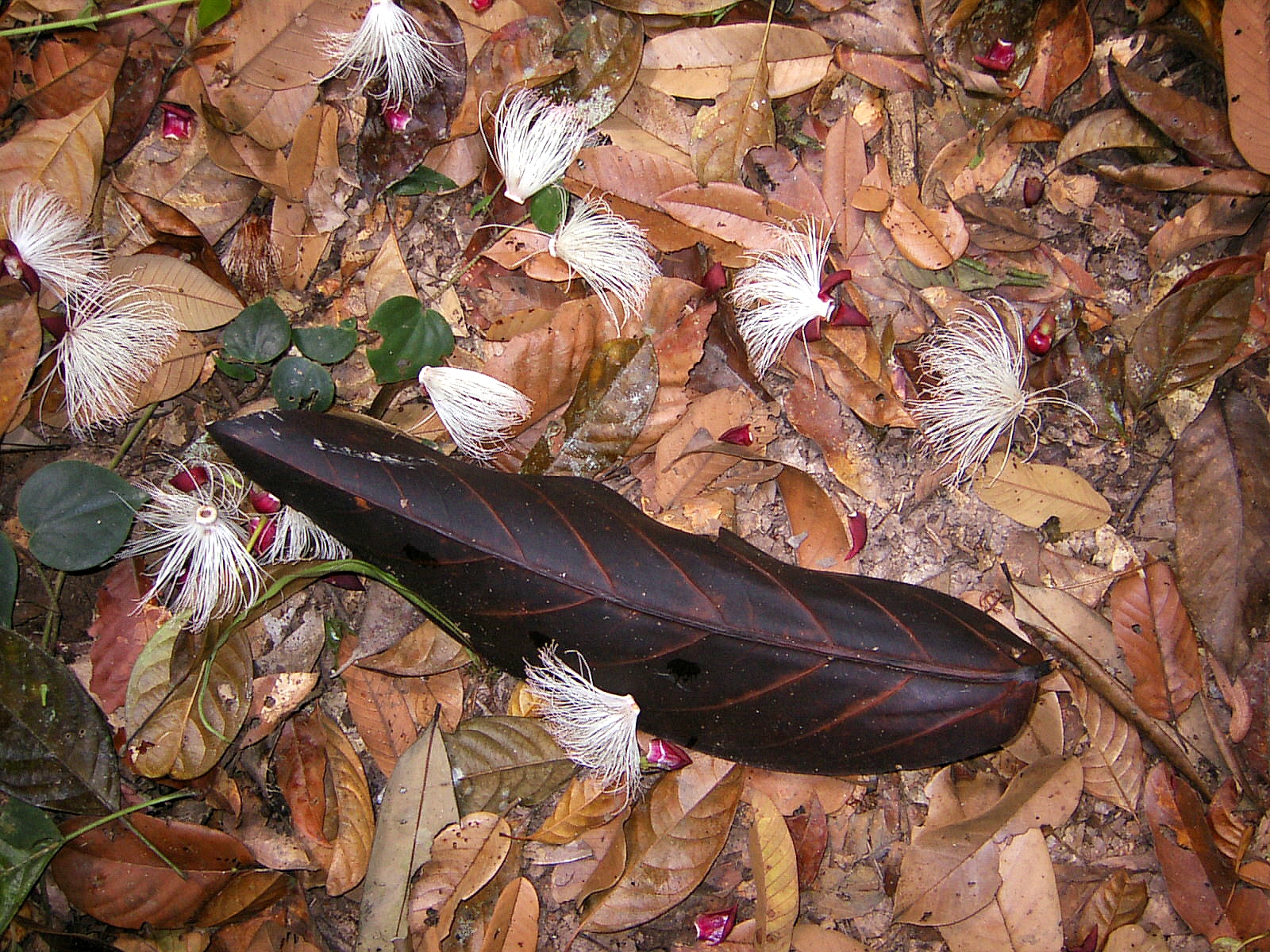 LEAF AND FLOWERSJPG