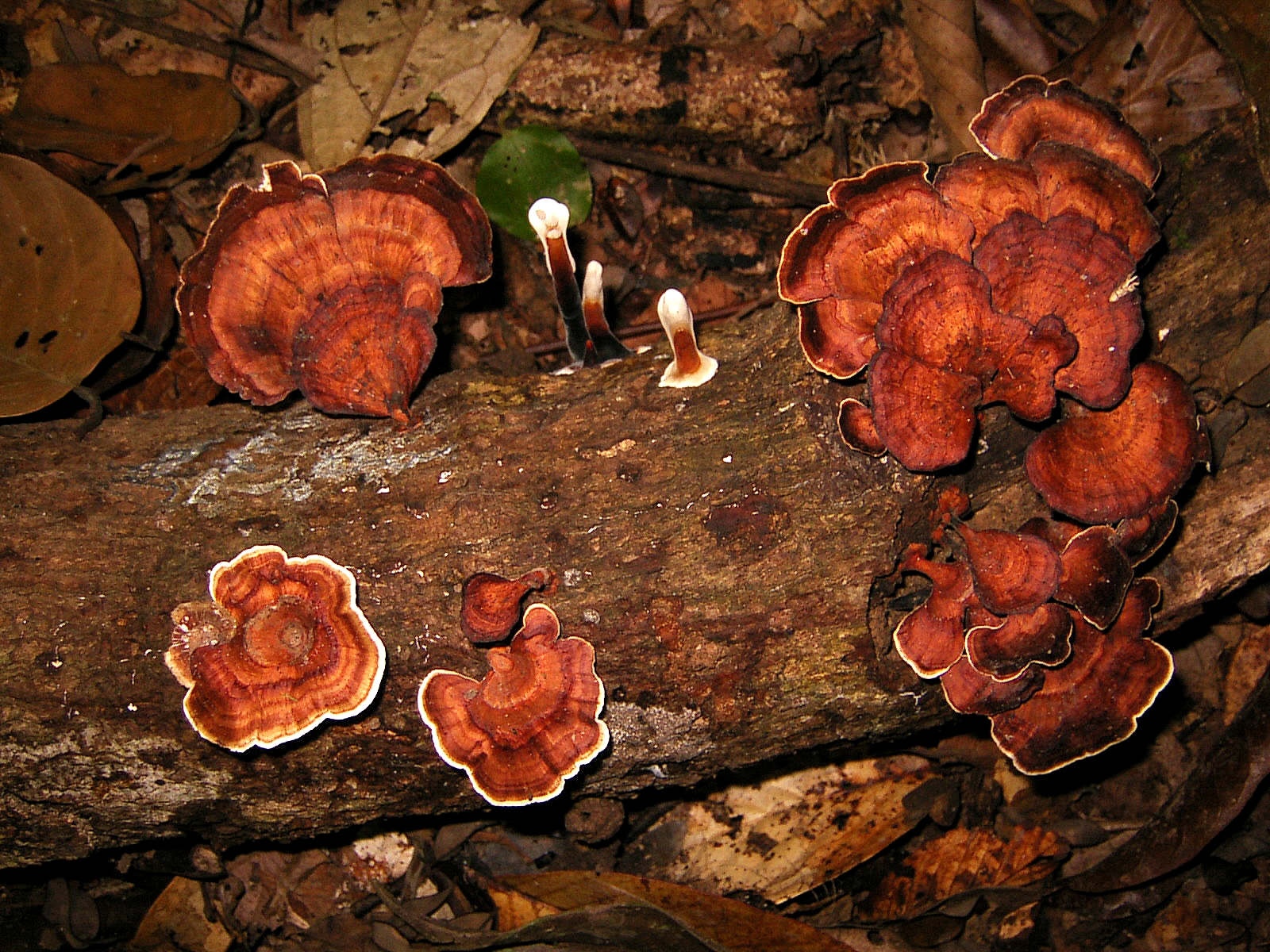 MIXED FUNGI.JPG