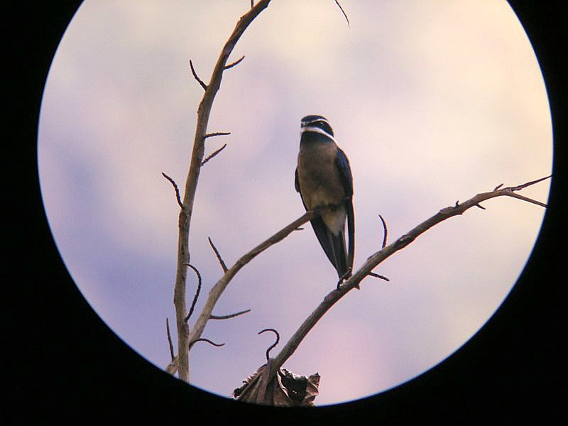 MOUSTACHED TREE-SWIFT.JPG