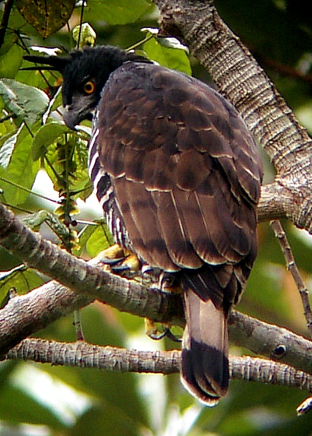 BLYTHS HAWK-EAGLE.JPG