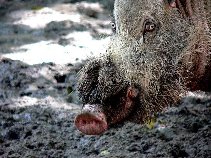 BEARDED PIG PORTRAIT.JPG