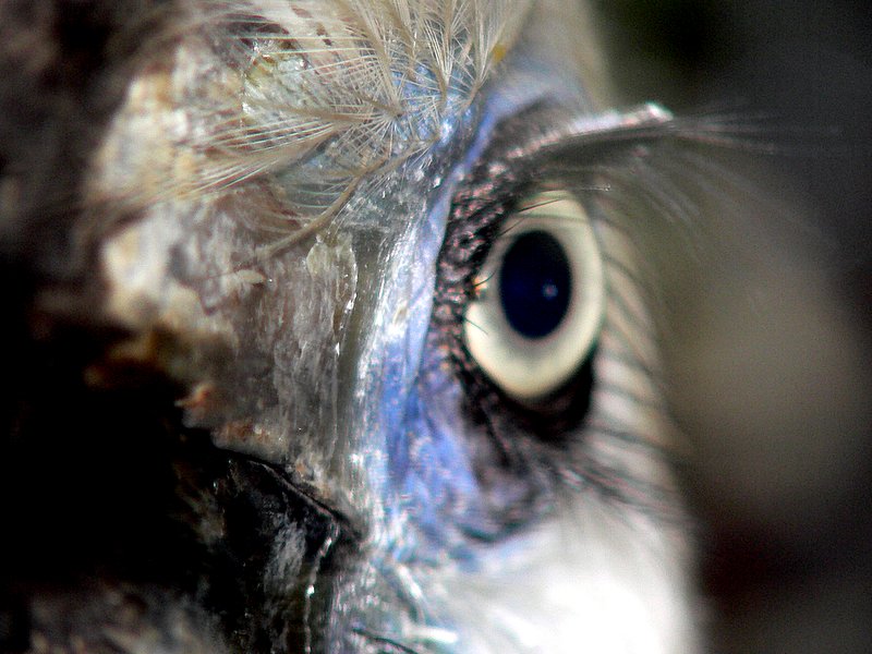 HORNBILL OPTIC.JPG