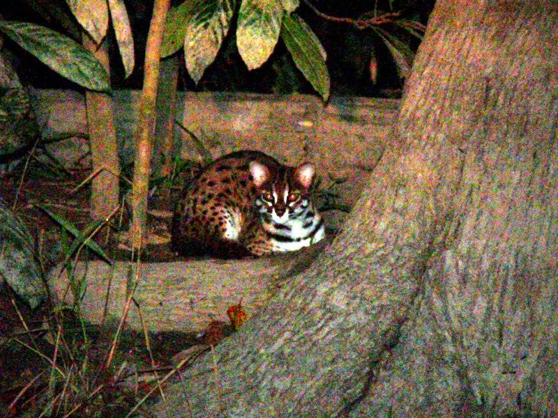 LEOPARD CAT