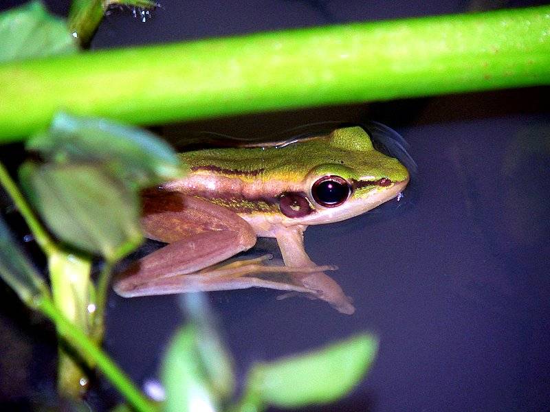GREEN PADDY FROG