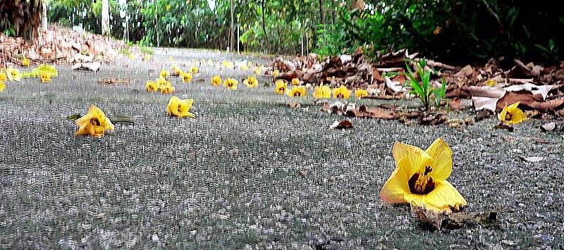 STREWN WITH GOLD
