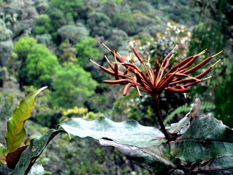 KINABALU FLORA
