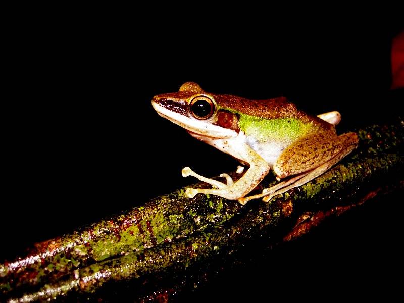 WHITE-LIPPED FROG