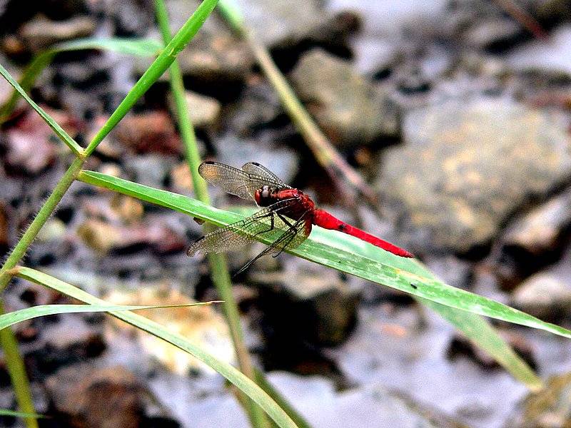 RED DRAGON