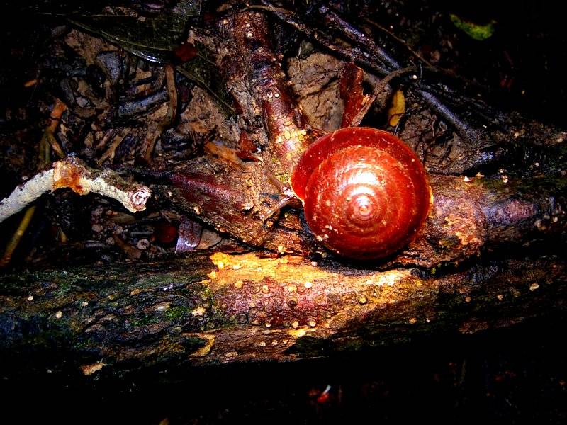 COPPER SNAIL