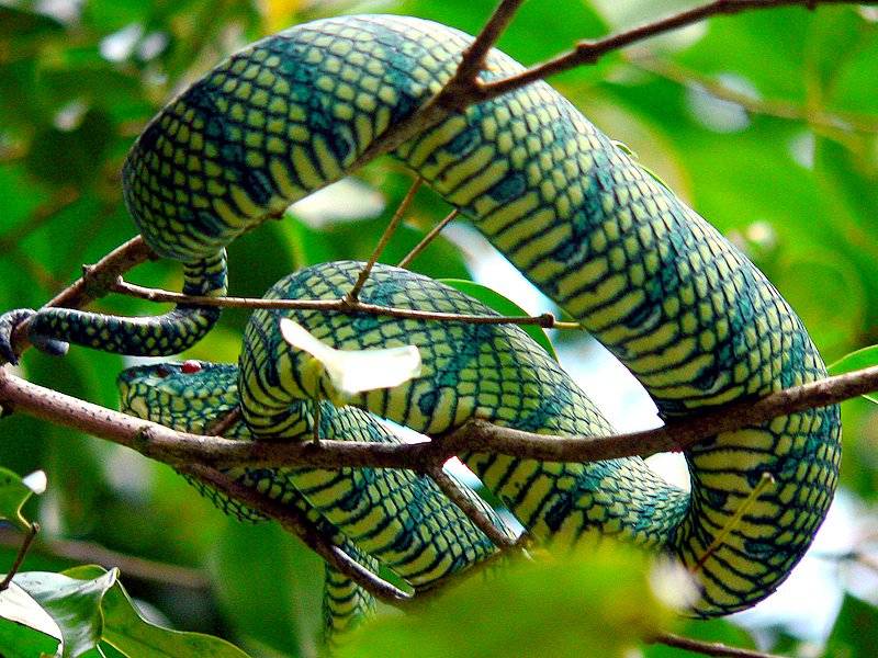 VIPER CLOSE-UP