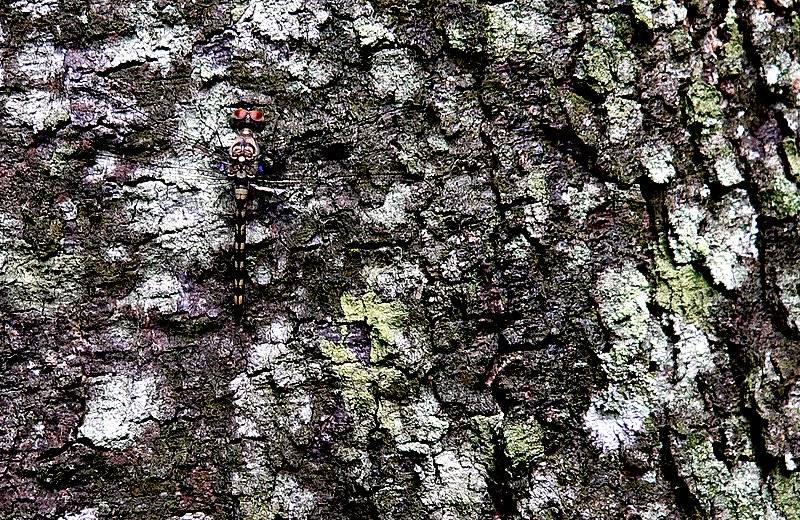 FIND THE DRAGON