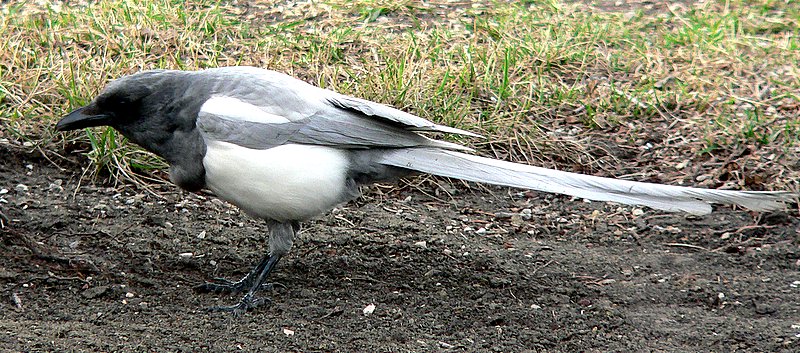 LEUCISTIC  MAGPIE #2