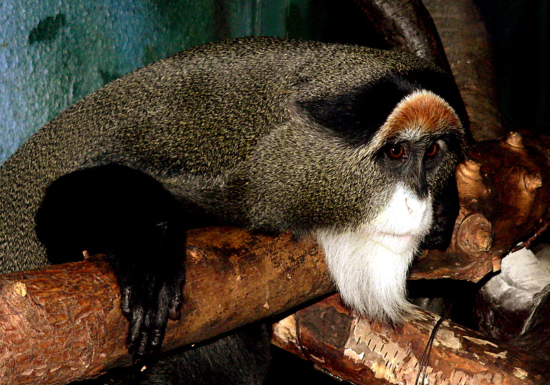 DEBRAZZAS GUENON