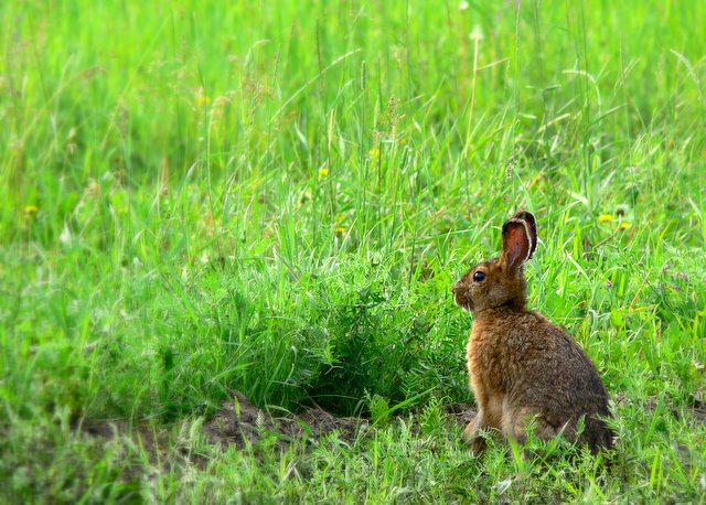 SNOWSHOE HARE.JPG
