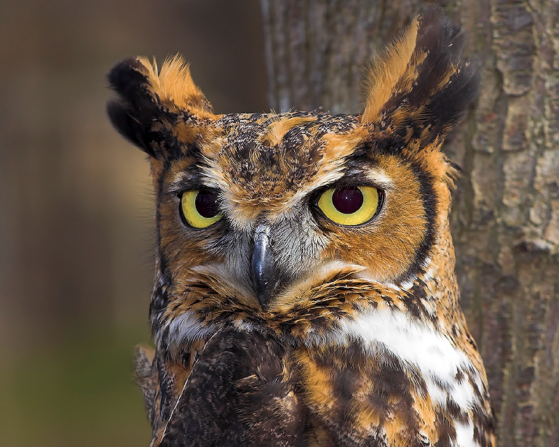 Great Horned Owl