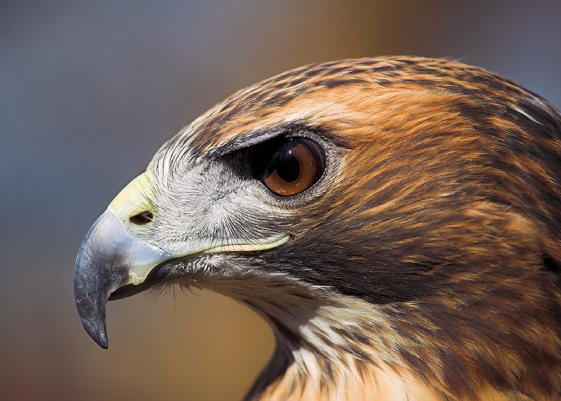 Red-Tailed Hawk