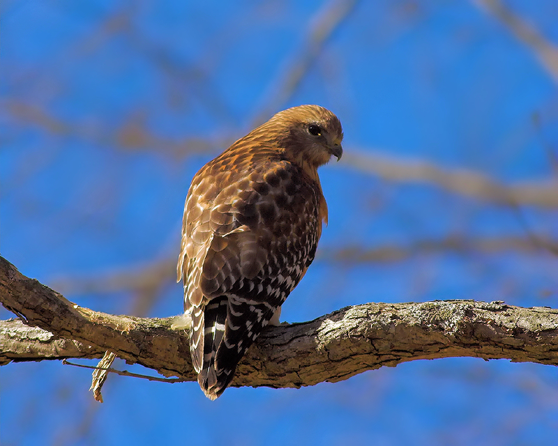 Red-shouldered Hawk