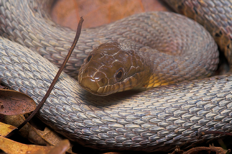 Northern Water Snake?